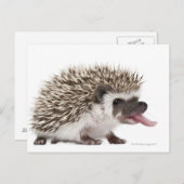 Egel met vier zijden - Atelerix albiventris Briefkaart (Voorkant / Achterkant)