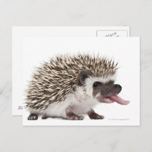 Egel met vier zijden - Atelerix albiventris Briefkaart (Voorkant / Achterkant)