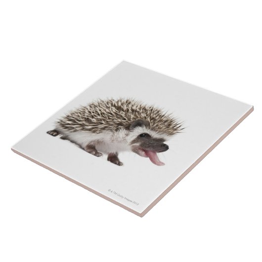 Egel met vier zijden - Atelerix albiventris Tegeltje (Zijkant)