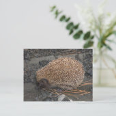 Egel op tiny Black Rocks Briefkaart (Staand voorkant)