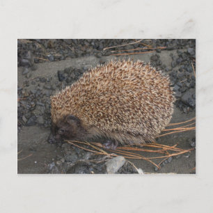 Egel op tiny Black Rocks Briefkaart