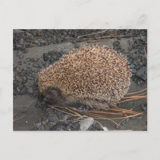 Egel op tiny Black Rocks Briefkaart (Voorkant)