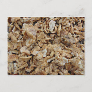 Egel-paddenstoelen Briefkaart