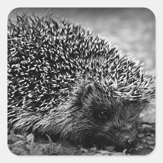 Egel Vierkante Sticker (Voorkant)