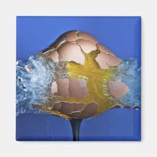 Eggceptioneel Magneet