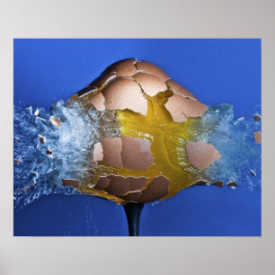Eggceptioneel Poster
