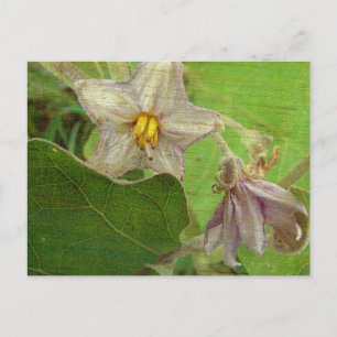 Eggplant Flowers Briefkaart