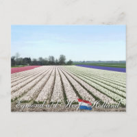 Egmond aan den Hoef Bulb Flowers Holland Briefkaar