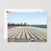Egmond aan den Hoef Bulb Flowers Holland Briefkaar Briefkaart (Voorkant / Achterkant)