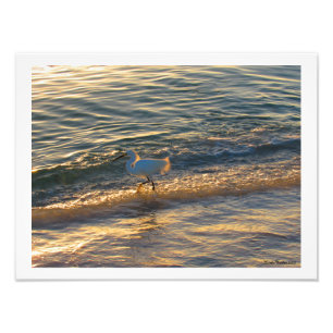 Egret At the Beach Photographie