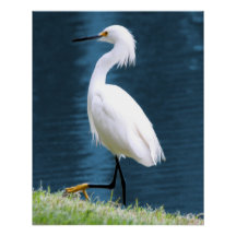 Egret Bird Wall Art Minimalist Nature Coastal