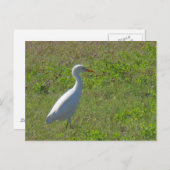 Egret Briefkaart (Voorkant / Achterkant)