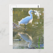 Egret briefkaart (Voorkant / Achterkant)