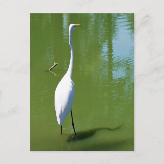 Egret Briefkaart (Voorkant)
