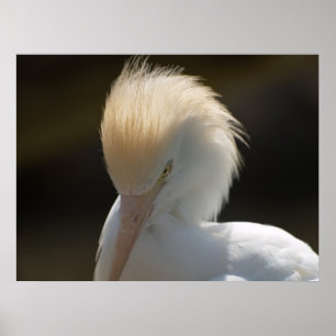Egret die naar je Poster kijkt