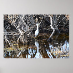 Egret en Louisiana Bayou - Poster