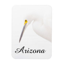 Egret headshot, Arizona Magneet