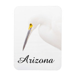 Egret headshot, Arizona Magneet