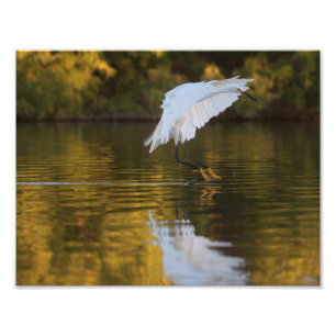 Egret in vlucht boven Golden Pond Foto Afdruk