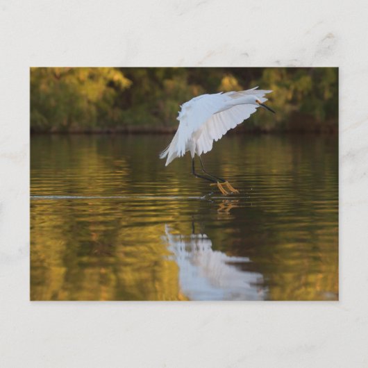 Egret in vlucht boven Golden vijver Briefkaart (Voorkant)