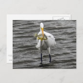 Egret met Lunch Briefkaart (Voorkant / Achterkant)