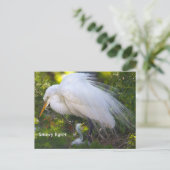 Egret neigeux avec carte postale bébé (Debout devant)