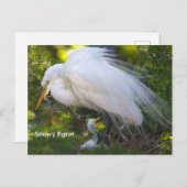 Egret neigeux avec carte postale bébé (Devant / Derrière)