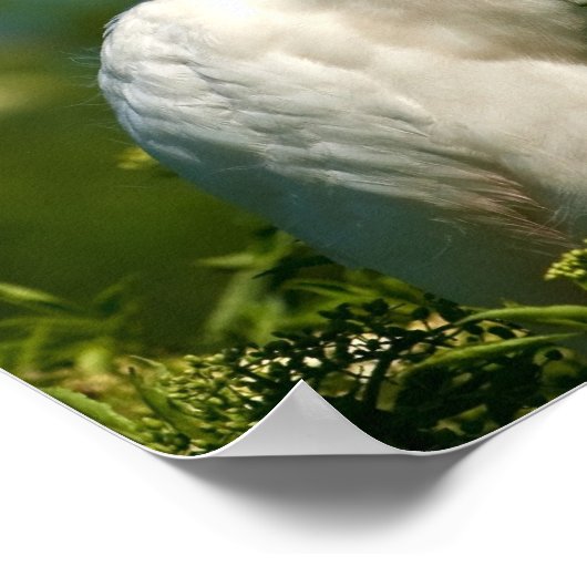 Egret neigeux avec fleurs Imprimer ou poster (Coin)