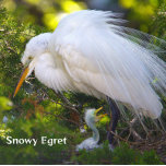 Egret neigeux avec puzzle bébé<br><div class="desc">Egret neigeux avec puzzle bébé</div>