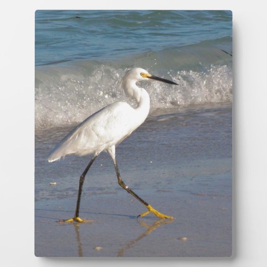 Egret op het strand fotoplaat (Voorkant)