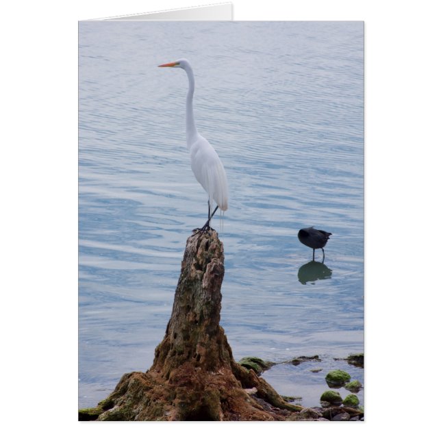 Egret Perch (Voorkant)