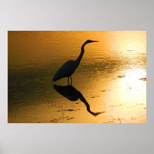 Egret Reflection op Sunset Poster (Voorkant)