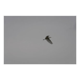 Egret tijdens de vlucht foto afdruk