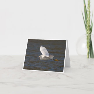 Egret tijdens de vlucht kaart