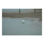Egret Wading Foto Afdruk (Voorkant)
