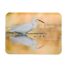 Egret wanneer de Zon plaatst Magneet