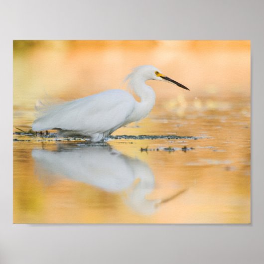 Egret wanneer de Zon plaatst Poster (Voorkant)