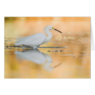 Egret wanneer de zon staat
