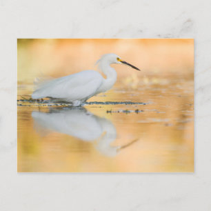 Egret wanneer de zon staat briefkaart