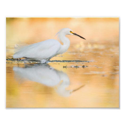Egret wanneer de zon staat foto afdruk (Voorkant)