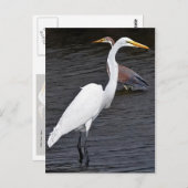Egrets Briefkaart (Voorkant / Achterkant)