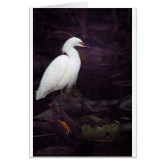 Egrets? Ik heb er een paar gehad...