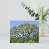 Egrets in een boom Briefkaart (Staand voorkant)