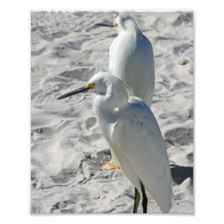 Egrets op strand foto afdruk