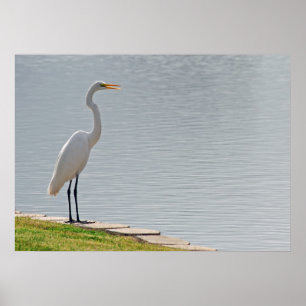 "Egret's Uitzicht" Poster