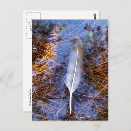 Egrets veer briefkaart (Voorkant / Achterkant)