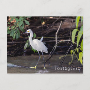 Egretta thula in Tortuguero - Costa Rica Briefkaart