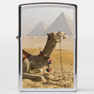 Egypte, Caïro. Een eenzame kameel