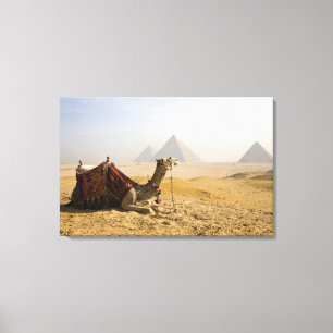 Egypte, Caïro. Een eenzame kameel Canvas Afdruk