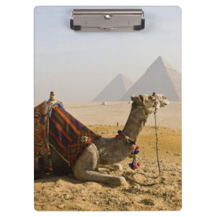 Egypte, Caïro. Een eenzame kameel Klembord